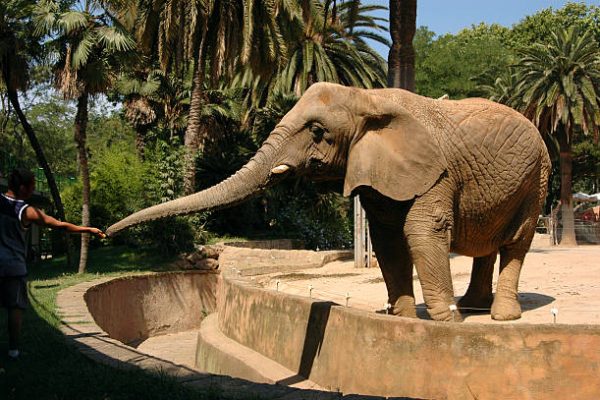 El Zoo de Barcelona afianza su crecimiento con más de 740.000 visitantes